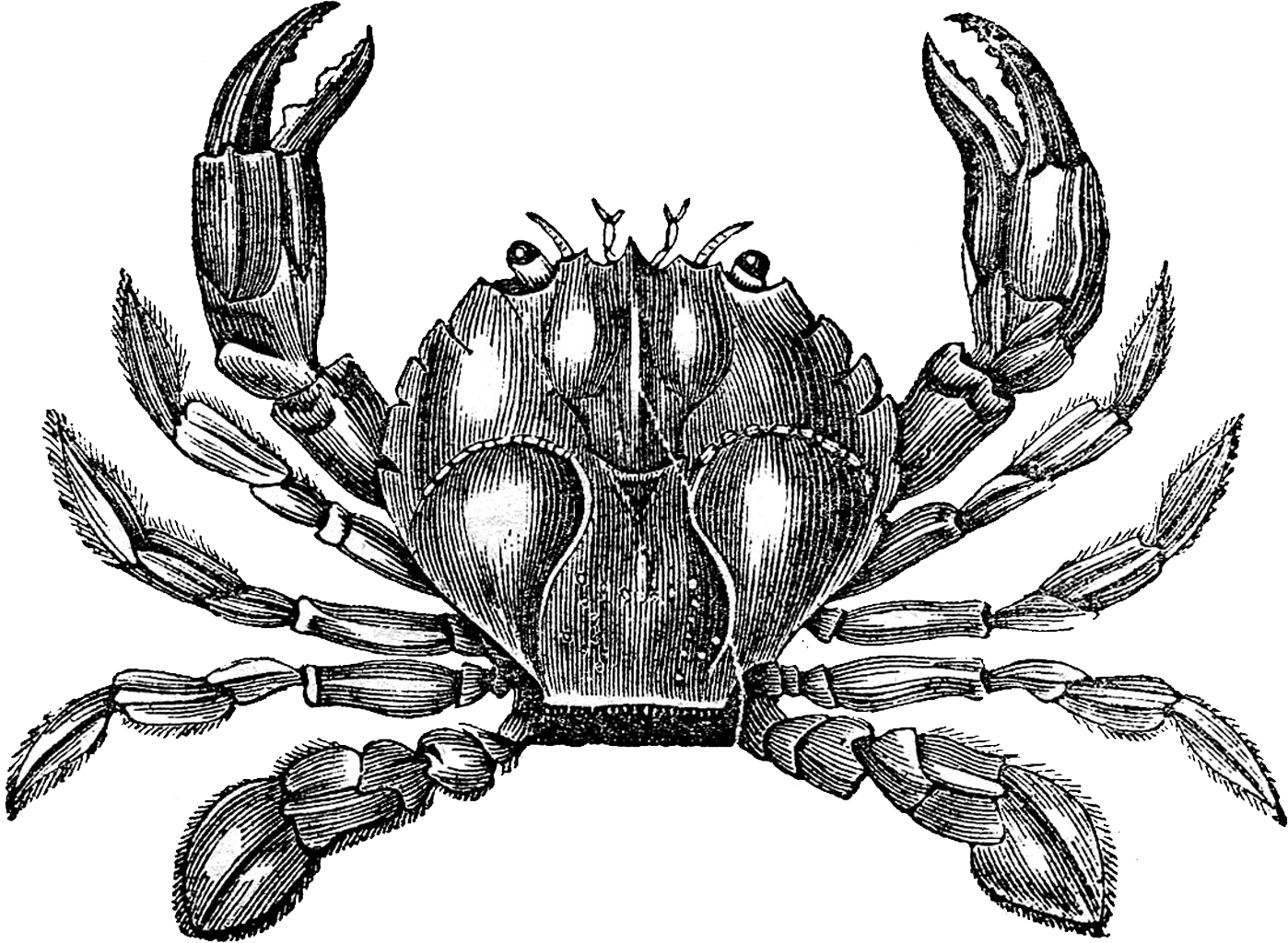 Crab Vintage black and white picture, Mnemonic Code Converter
