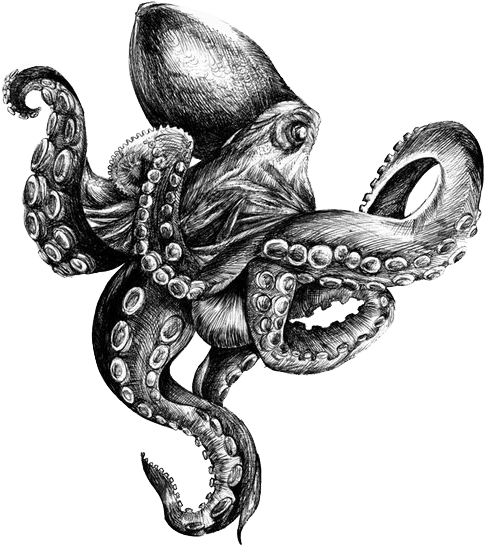 Octopus black and white picture