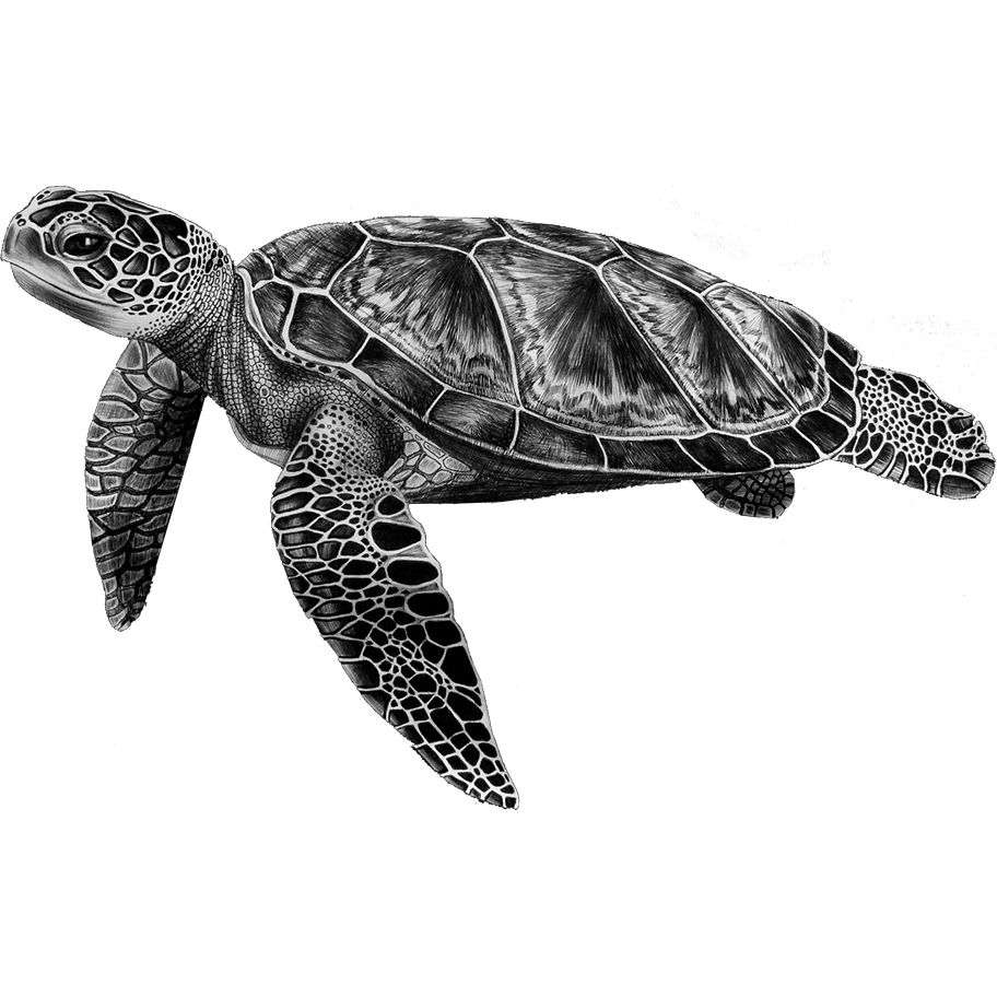 Ocean turtle